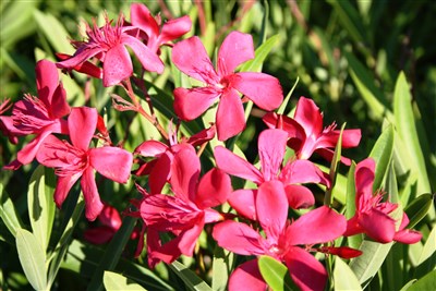 Divoká Sardinie s koupáním na nejkrásnějších plážích Evropy