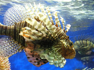 Azurové pobřeží a Provence